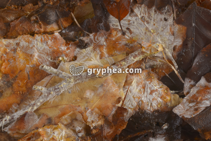 Litière et mycélium - gryphea.org